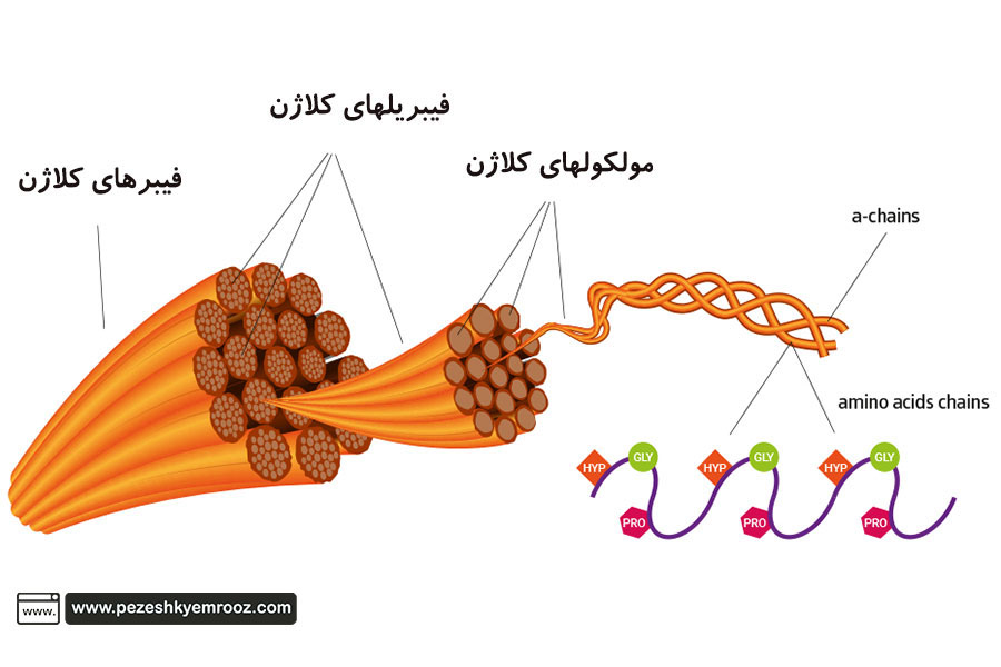 پوست| کلاژن| سلول| بافت| رژیم غذایی|  کلاژن چیست؟